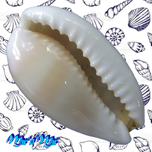 Alternative view of Cypraea (Cribrarula) cribraria comma (Perry, G., 1811)