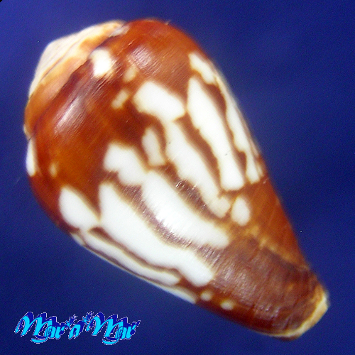 Alternative view of Conus bulbus Reeve, 1843