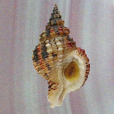 Nassaria gracilis Sowerby, 1859