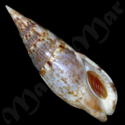 Colubraria procera (Sowerby, 1832)