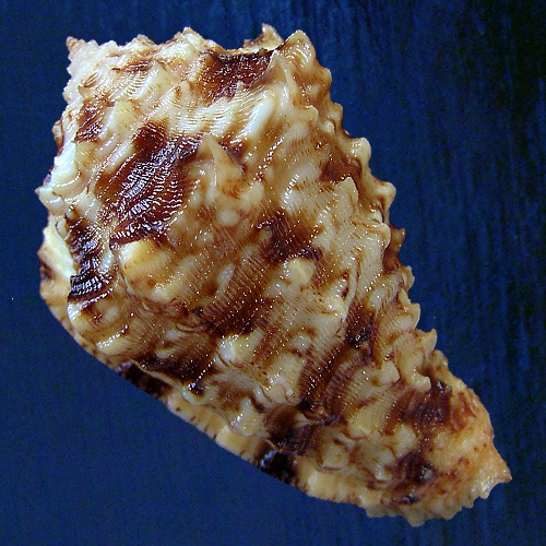 Morum dennisoni (Reeve, 1842) - Imagem 2