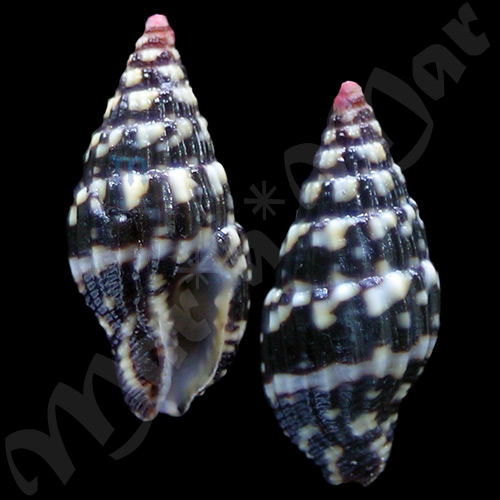 Anachis coseli Diaz & Mittnacht, 1989