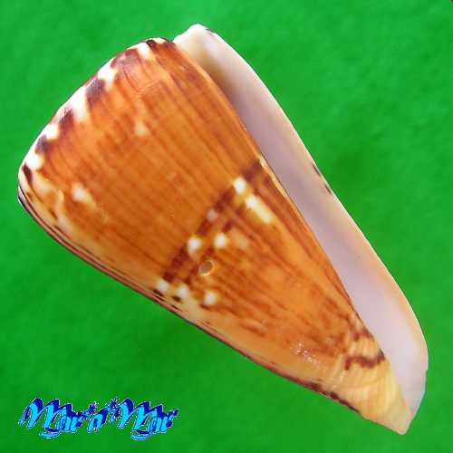 Conus riosi Petuch, 1986