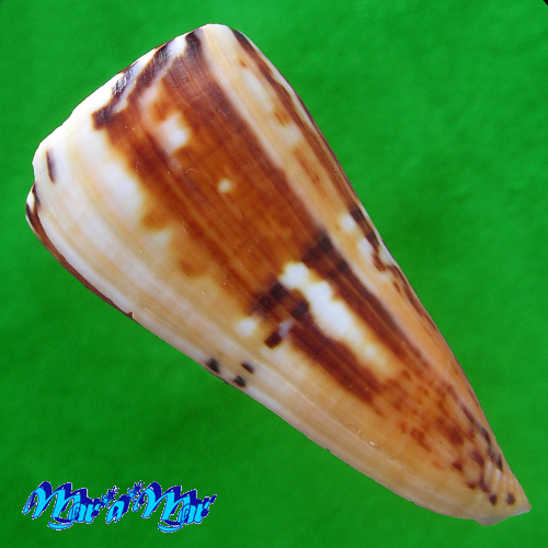 Alternative view of Conus riosi Petuch, 1986