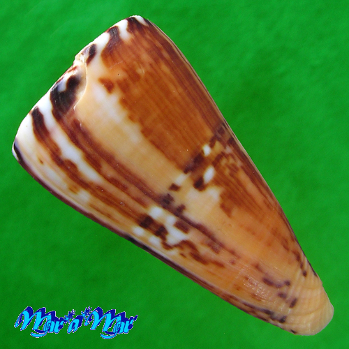 Conus riosi Petuch, 1986 - Imagem 3