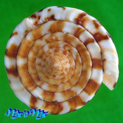 Conus riosi Petuch, 1986 - Imagem 4