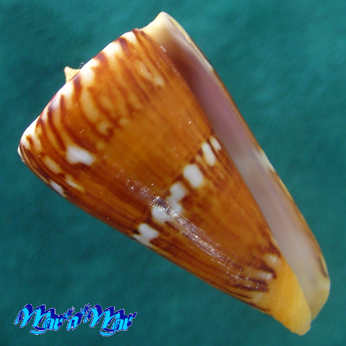 Conus riosi Petuch, 1986