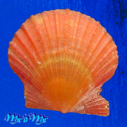 Leptopecten bavayi Dautzemberg, 1927