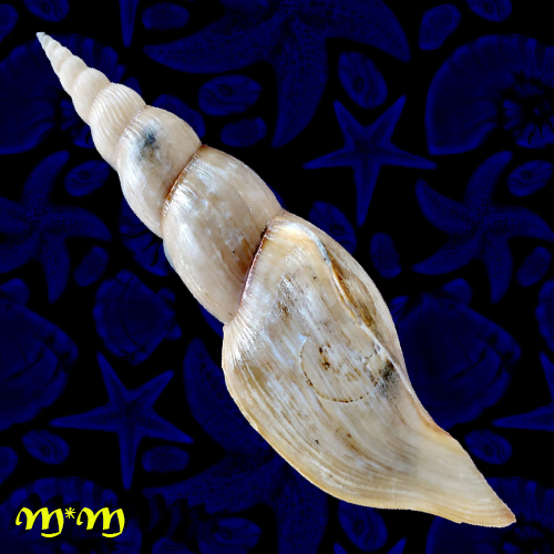 Alternative view of Calliotectum smithi (Bartsch, 1942)