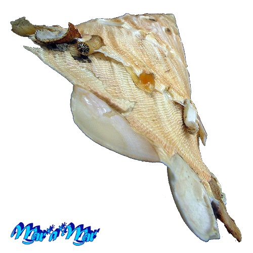 Onustus caribaeus (Petit de la Saussaye, 1857)