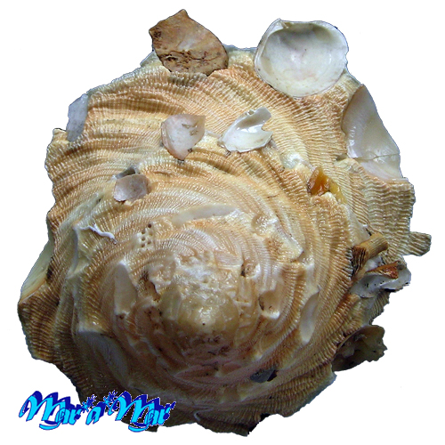 Alternative view of Onustus caribaeus (Petit de la Saussaye, 1857)