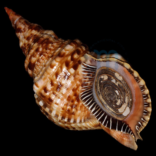 Charonia variegata (Lamarck, 1816)