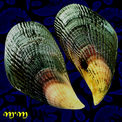 Aulacomya ater (Molina, 1782)