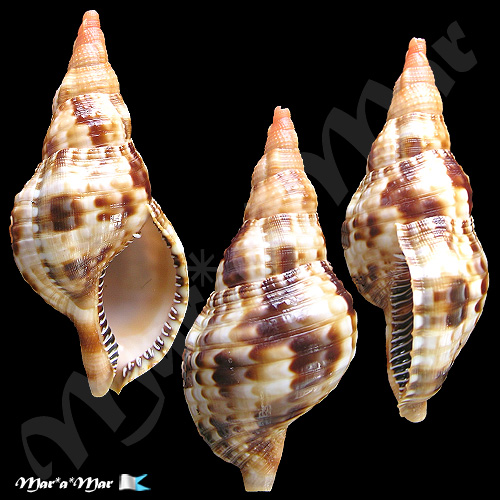 Charonia variegata (Lamarck, 1816)