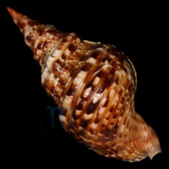 Charonia variegata (Lamarck, 1816) - Imagem 2