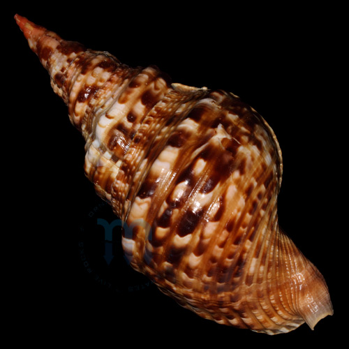 Charonia variegata (Lamarck, 1816) - Imagem 2