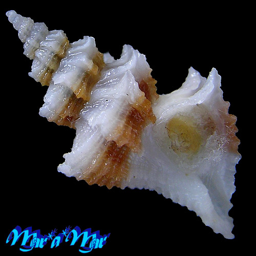 Trophon pelseneeri E.A.Smith, 1915