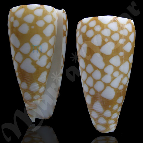Conus nobilis cordigera G. B. Sowerby, II, 1865