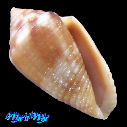 Conus (Jaspidiconus) icapui Petuch & Berschauer, 2018