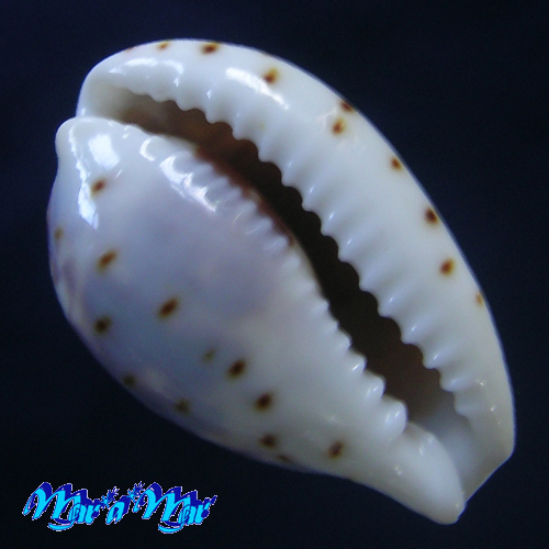 Alternative view of Cypraea diluculun Reeve, 1845