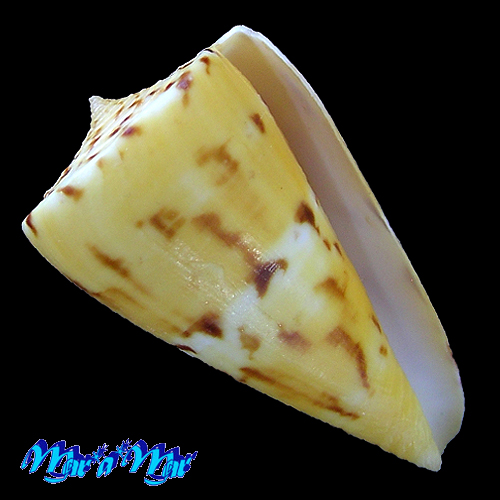 Conus riosi Petuch, 1986