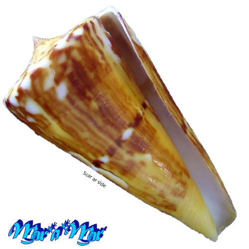 Conus riosi Petuch, 1986