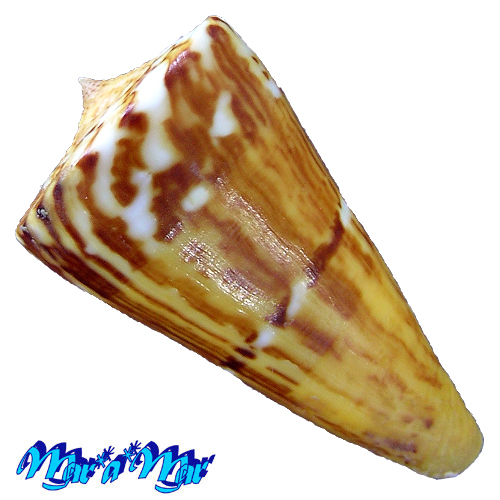 Alternative view of Conus riosi Petuch, 1986