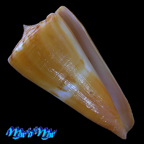 Conus riosi Petuch, 1986