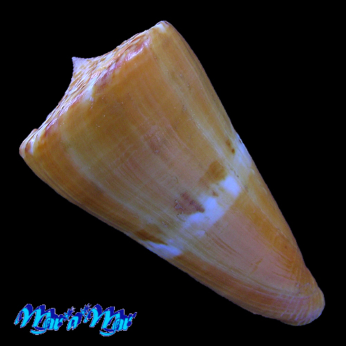 Alternative view of Conus riosi Petuch, 1986