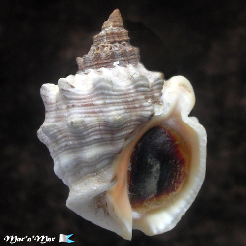 Thais trinitatensis (Guppy, 1834)