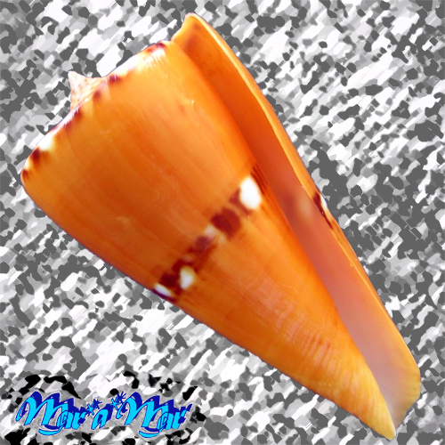 Conus riosi Petuch, 1986