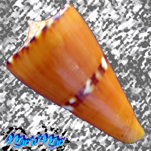 Alternative view of Conus riosi Petuch, 1986