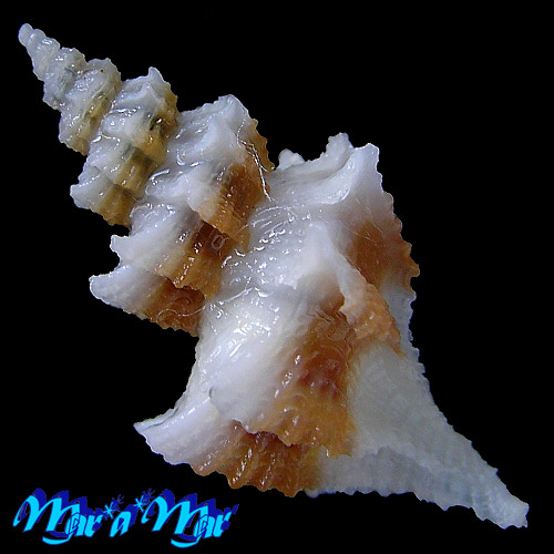 Alternative view of Trophon pelseneeri E.A.Smith, 1915