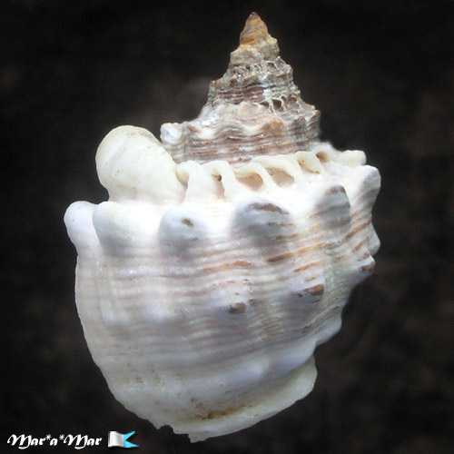 Thais trinitatensis (Guppy, 1834) - Image 2