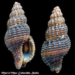 Alternative view of Caducifer cinis (Reeve, L.A., 1846)