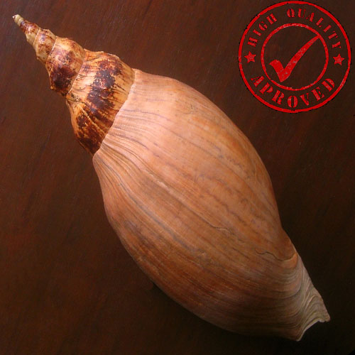 Adelomelon beckii (Broderip, 1836) - Imagem 2