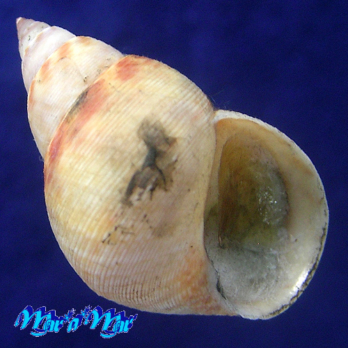 Alternative view of Littorina angulifera (Lamarck, 1822)