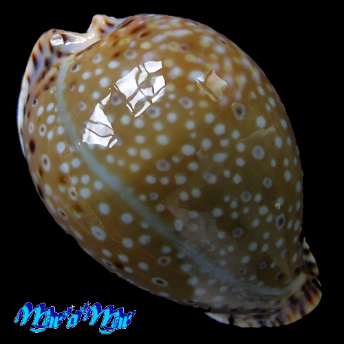 Cypraea lamarckii J.E. Gray, 1825
