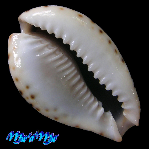 Alternative view of Cypraea lamarckii J.E. Gray, 1825