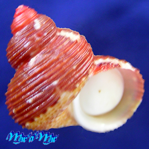 Alternative view of Turbo heisei Prado, 1999