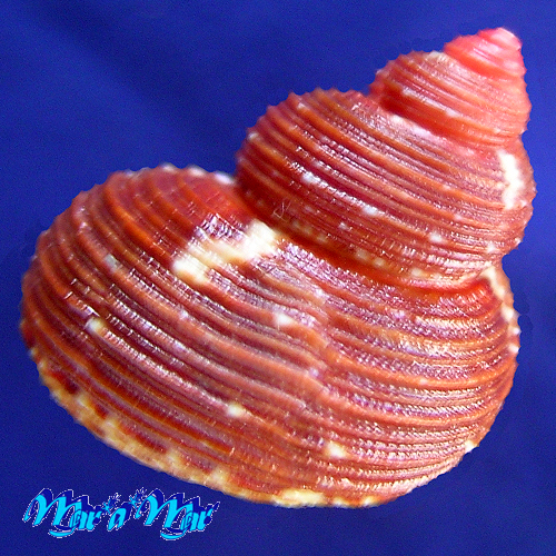 Turbo heisei Prado, 1999