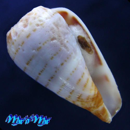 Conus (Lautoconus) chytheus Mevil, 1898