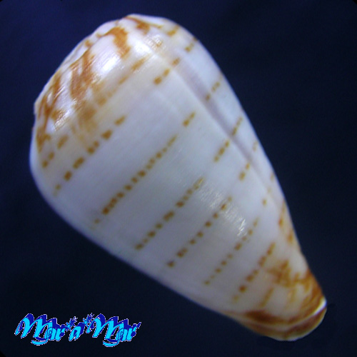 Alternative view of Conus (Lautoconus) chytheus Mevil, 1898