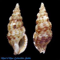 Colubraria testacea (Morch, 1877)