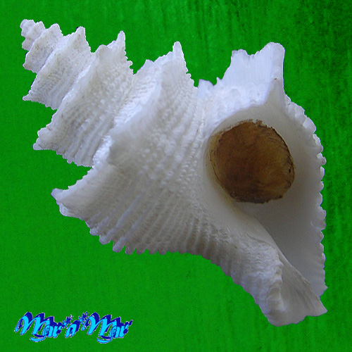 Babelomurex nakamigawai (Kuroda, 1959)