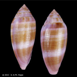 Leporiconus glans (Hwass in Bruguière, 1792)