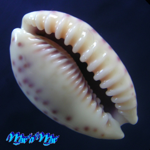 Alternative view of Cypraea chinensis violacea Rous, 1905