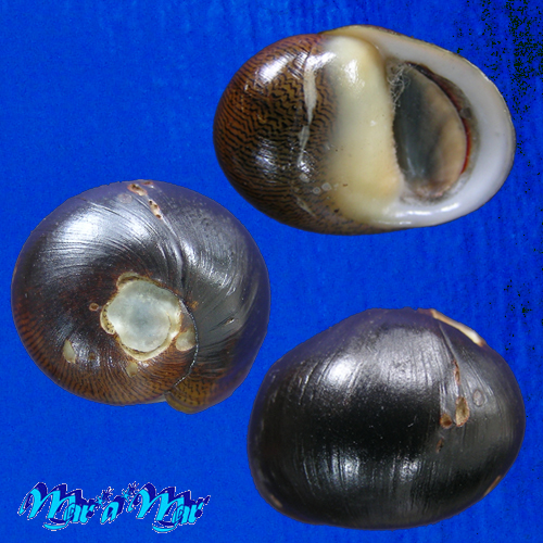 Neritina zebra Bruguière, 1792