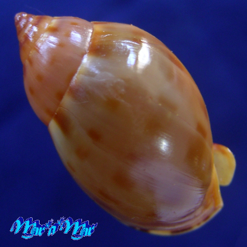 Alternative view of Casmaria atlantica Clench, 1944