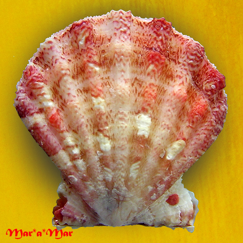 Bractechlamys nodulifera (G. B. Sowerby II, 1842)